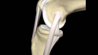 Knee amp Medial Collateral Ligament Animation ©Primal Pictures Ltd [upl. by Nodarse157]