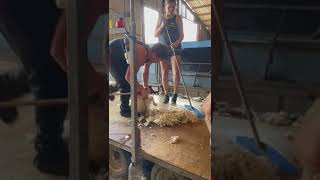 Capturing the essence of shearing in every clip 🎥 [upl. by Dollar]