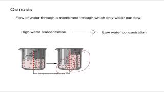 Osmosis and Osmotic Pressure [upl. by Jaimie]