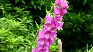 Poisonous Plants 121 Digitalis foxglove [upl. by Reiche692]