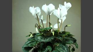 Cyclamen flowering timelapse over 4 weeks [upl. by Ilera]