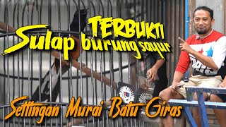 terbukti SETTINGAN LOMBA MURAI BATU GIRAS [upl. by Danialah]