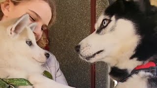 Cachorros🐶 Reaccionan al Ver por Primera Vez a mis Huskies Siberianos [upl. by Kamal303]