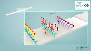 See how a lateral flow immunoassay works [upl. by Ecydnarb188]