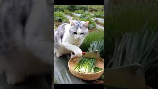 Cat cooking food viralvideo cat cute video shorts [upl. by Michi]