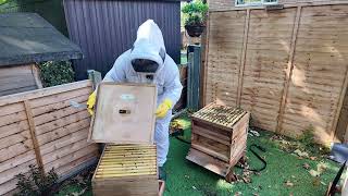 Removing the last Apivar strips from the hives [upl. by Ras]