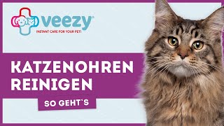 Katzenohren reinigen ► Wie gehts richtig [upl. by Eilsek]