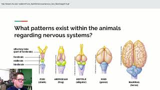 AP Biology Lecture 36 Cephalization amp Senses [upl. by Alo985]