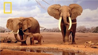 National Geographic  African Elephant  BBC Documentary [upl. by Kerby]