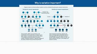 23 Why is Variation Important [upl. by Nevad]