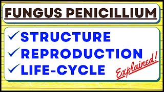 Penicillium Chrysogenum Fungus  Reproduction  Biological Classification Kingdom Fungi  Life Cycle [upl. by Rickie]