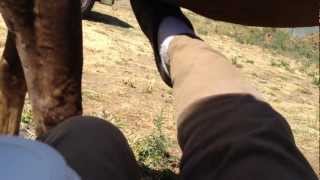 How to Kick a Horse the Right Way  Not Hard amp Not to Cause Pain Rick Gore Horsemanship [upl. by Mazman]