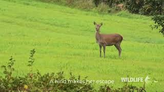 Monitoring the Quantock Staghounds Haddon [upl. by Seilenna]