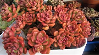 HOW TO Propagate Fast and Variegate GRAPTOSEDUM NOVA  Growing Succulents with LizK [upl. by Suhploda]