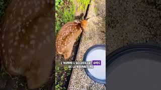 Lhistoire émouvante dun faon et dun homme devenus amis faon cerf animaux shorts [upl. by Akemit]