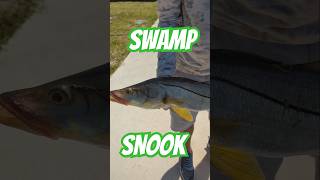 fishing fishingvideo shorts fish trending florida everglades reels snook bassfishing sea [upl. by Honoria]