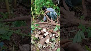 Extraction of Cassava roots [upl. by Lauralee]