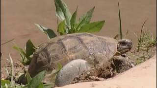 Les petites créatures du désert  documentaire animalier [upl. by Dennie]