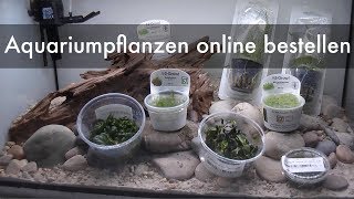 Aquariumpflanzen online einkaufen  Unboxing Aquarium Plants [upl. by Gregoor]