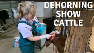 Dehorning Show Cattle [upl. by Theall]