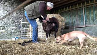 Dagging a zwartbles ewe for lambing A demo for old farmers [upl. by Ailefo]