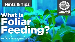 What is Foliar Feeding  Hints amp Tips  with Dan Gulliver [upl. by Elokin28]