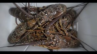 Catching Lobster in the Florida Keys Regular Lobster Season 2018 [upl. by Lasorella]