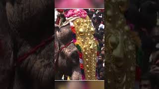 Thrissur Pooram Thousands cheers as Thechikottkavu Ramachandran carries ‘Thidambu’ [upl. by Macy]