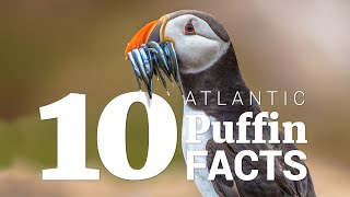 10 Atlantic puffin facts [upl. by Fleisig255]