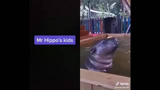 Mr hippos kids [upl. by Giza119]