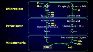 Photorespiration C2 Cycle  Photorespiratory pathway [upl. by Afra]