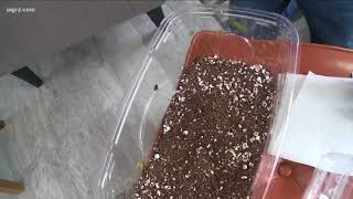 2 the Garden Tips and Tricks for Starting Seedlings [upl. by Dasya]