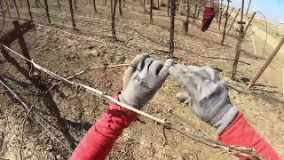 Amarrando viñas de Uva Avenal California se terminó la temporada del amarre de la uva🍇 [upl. by Lednyk163]