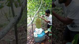 Prakash Chandra Malaysian Off Season Red Jackfruit on a 3 yr old plant [upl. by Seka587]