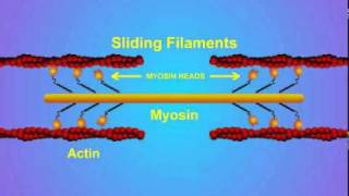 5 Details of ActinMyosin Crosslinking [upl. by Caitrin]