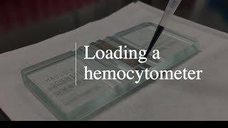 Loading a Sample into a Hemocytometer [upl. by Ahsiekal]