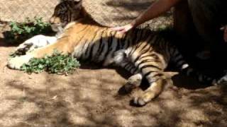 Cango Wildlife Ranch OudtshoornSüdafrika  Tiger streicheln [upl. by Ycats]