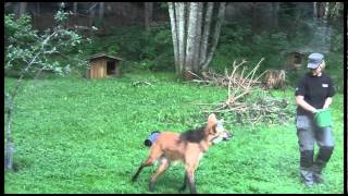 Feeding the Maned wolf  Nordens Ark [upl. by Auhsohey154]