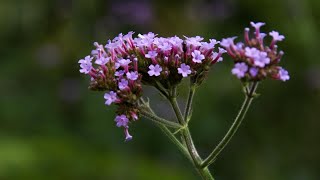 Verbena bonariensis y su flor que atrae a las mariposas  Decogarden  Jardinatis [upl. by Yr439]