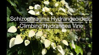 Schizophragma Hydrangeoides Climbing Hydrangea Vine [upl. by Blakelee]