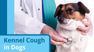 Dog With Kennel Cough What It Sounds Like [upl. by Enilekcaj750]