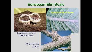 Module27 Scales I Mealybugs MinorFamilies 2019 [upl. by Yblehs]