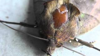 🐝 Giant Japanese Moth  Order Lepidoptera  Real Japan Monsters [upl. by Sucramat]