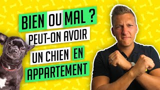 Chien dans un appartement  conseils dexpert pour un chien heureux [upl. by Eveleen]