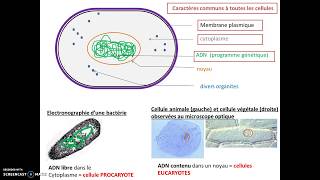 Introduction au métabolisme cellulaire Vidéo F5 [upl. by Nosreg743]