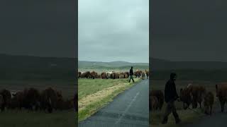 Daytoday life in Islay Scotland Islay VisitScotland uk cattlefarming Nature rainyday [upl. by Emelun]