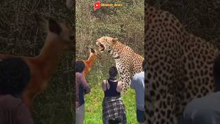 RESPECT KETIKA ANAK RUSA BERTEMU JAGUAR SAAT MENCARI INDUKNYA 🥰 animals wildlife [upl. by Enenstein92]