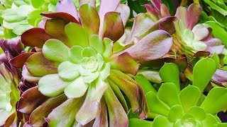 AEONIUM ARBOREUM CARE MADE SIMPLE Joy Us Garden [upl. by Jillana]