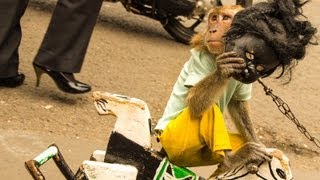 Jakarta Monkey Tour Topeng Monyet Part One [upl. by Alabaster466]