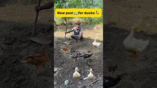 New pool 🌊for ducks 🦆 petlover minivlog kabutar petvlogger ducks pool chicks viralshorts [upl. by Nwahsiek242]